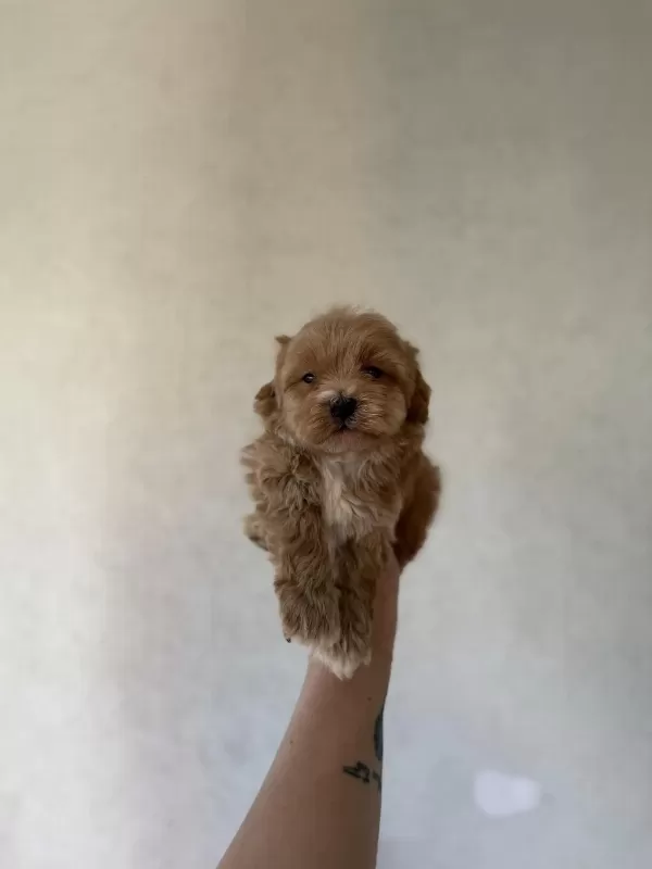 Dişi Ve Teacup Erkek Kore Maltipoo Bebişler