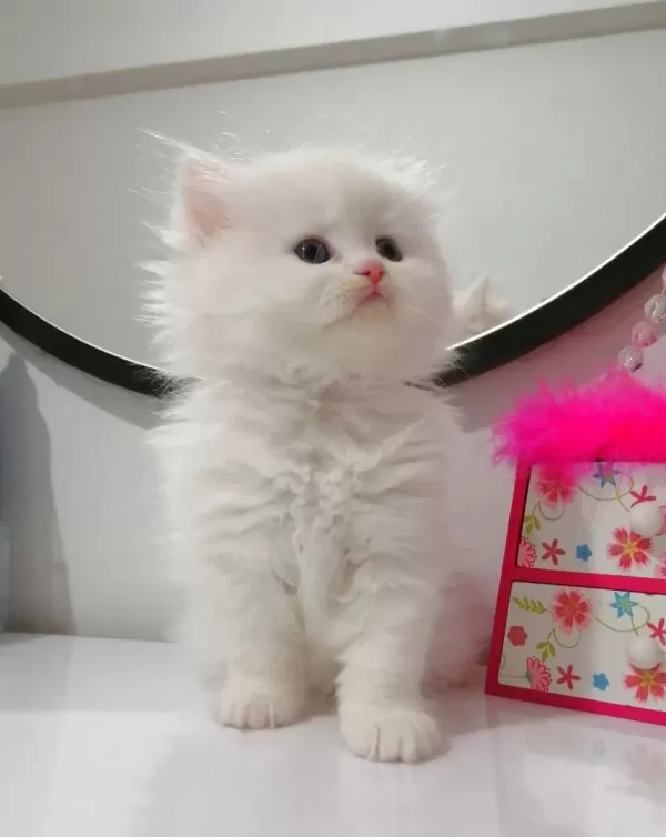 Muhteşem Chinchilla Güzellik