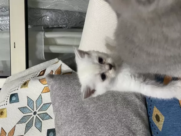 Muhteşem Güzellikte Bebek Kediler