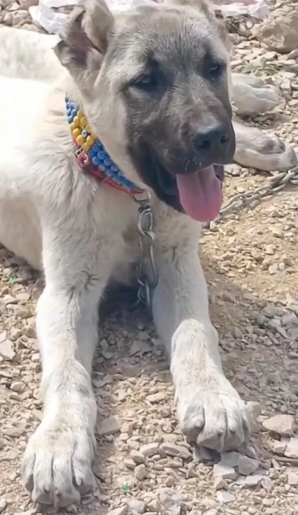 Erkek Anadolu Çoban Köpeği