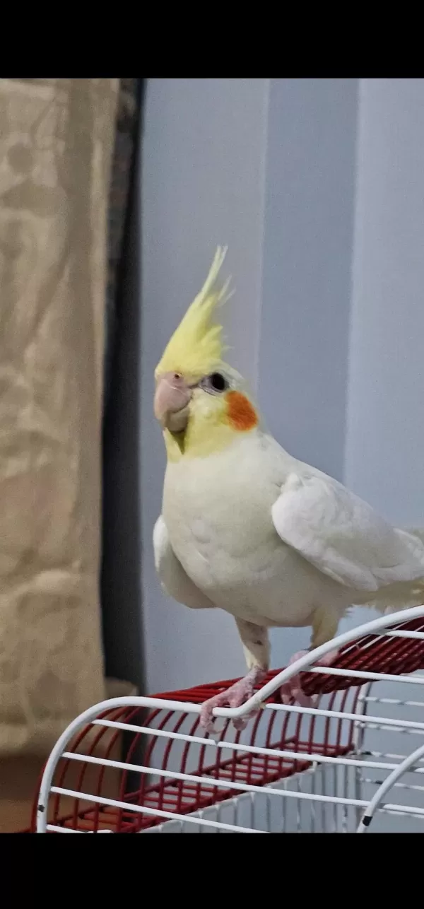 Lutino Sultan Papağanı