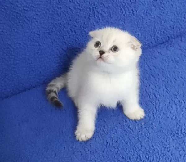 Teslime Hazir Mükemmel Bir Scottish Fold