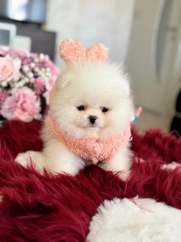 Teacup Ayıcık Pomeranian