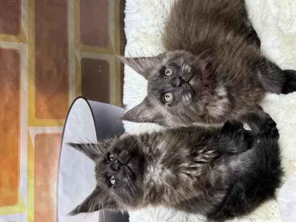 Black Smoke Maine Coon