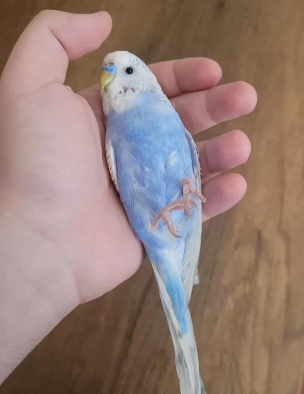 Elde Yatan Erkek Muhabbet Kuşu