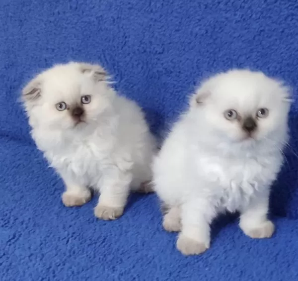 Scottish Fold Losgheyr Yavrular Teslime Hazirdir
