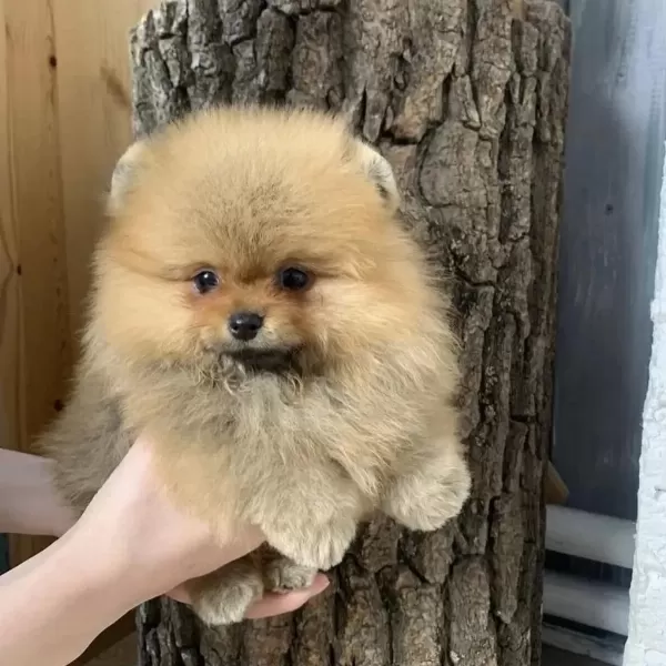 Pomeranian Boo Yavrulari