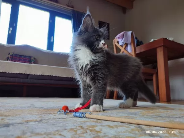 3 Aylık Yavru Dev Maine Coon Pasaport Çip Şecere
