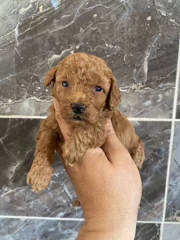 Orjinal Minyatür Toy Poodle Yavrular