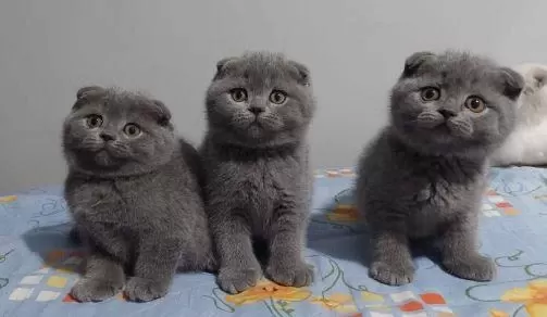 Elit Patiler Farkıyla Scottish Fold Yavrular