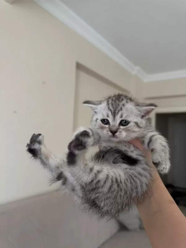 British Shorthair Yavrular