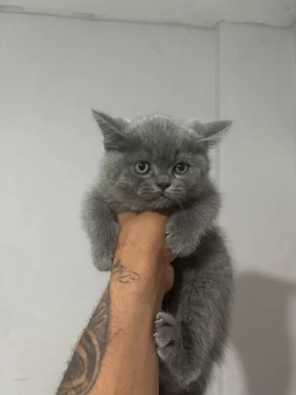 Top Kafa Üst Sınıf British Shorthair Yavrular