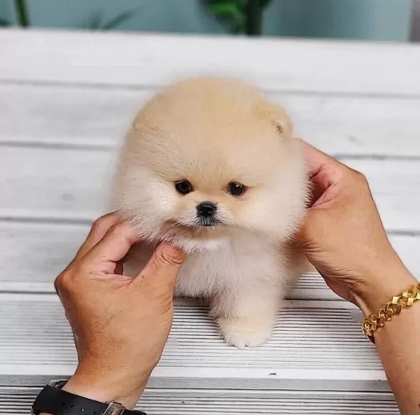 Pomeranian Yavrularımız Kg Garantili Teacup