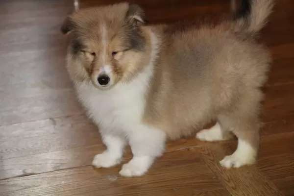 Rough Collie ( Lessie ) Yavrulari
