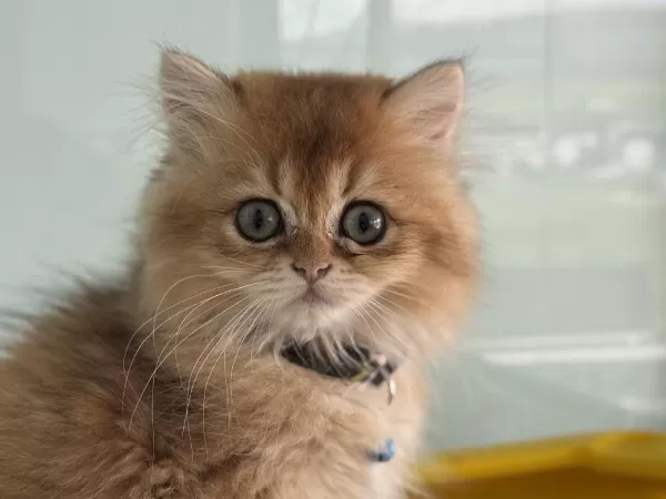 En Güzel Golden British Shorthair Ve Longhair Yavrular