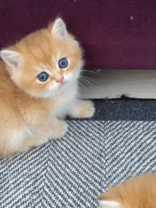 Muhteşem Golden British Shorthair Yavrular