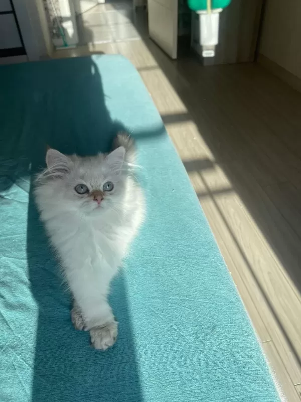 Ev Ortaminda Büyümüş Premium British Longhair
