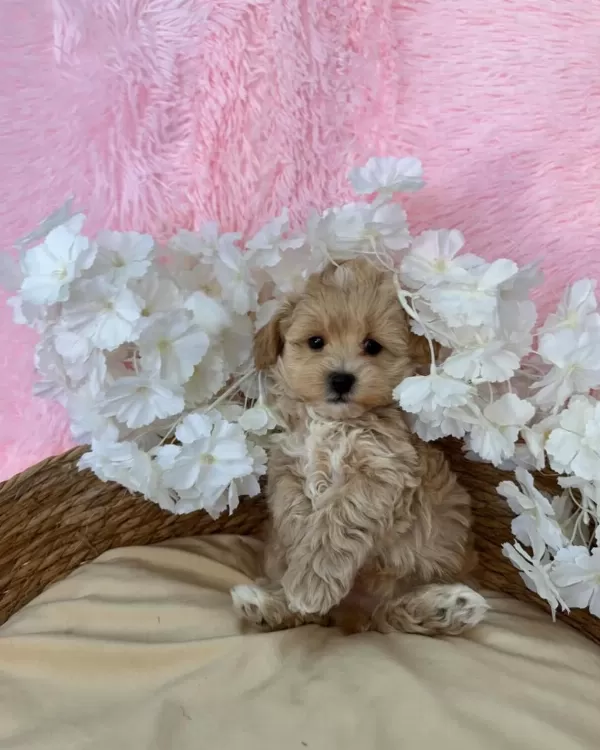 İrk Garantili Maltipoo Yavrulari