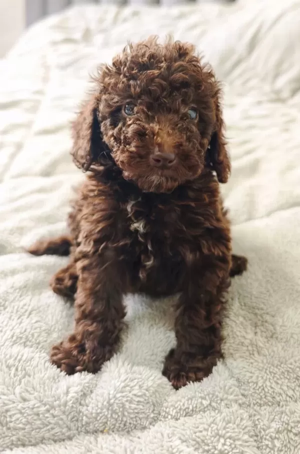 Çikolatali Toy Poodle Bebekler