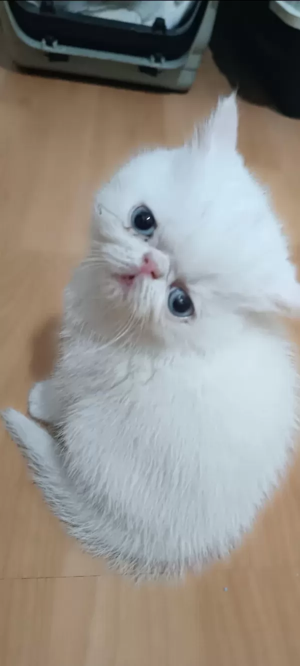 Exotic Shorthair Erkek