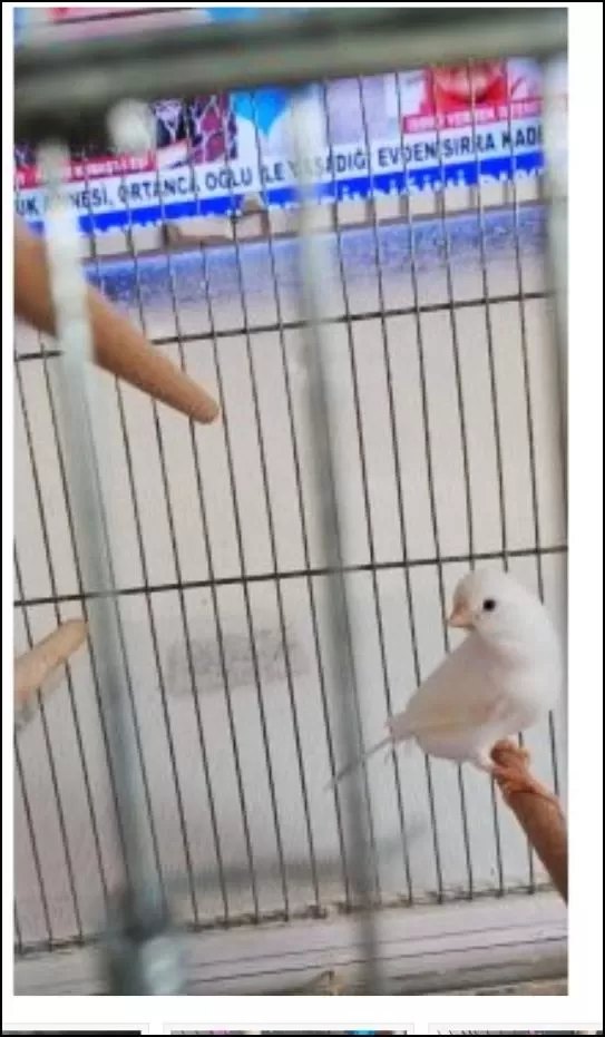 2 Yaşında Güzel Nazik Ötümlü Erkek Kanarya
