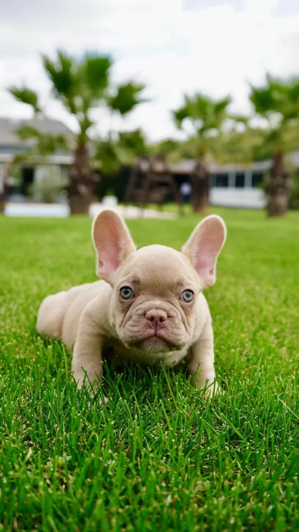 French Bulldog Yavruları Çiftlikten