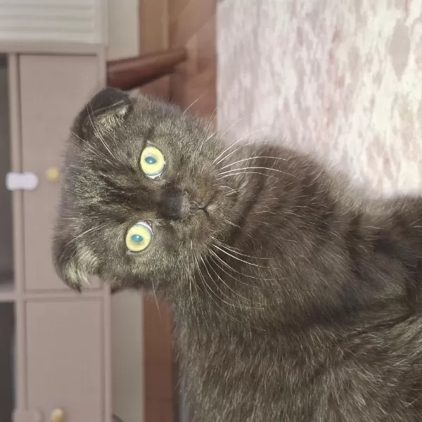 Erkek 3 Aylık Ücretli Scottish Fold