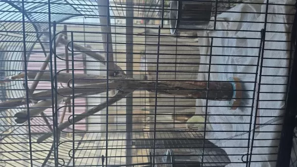 Sağlıklı Cennet Papağanlar