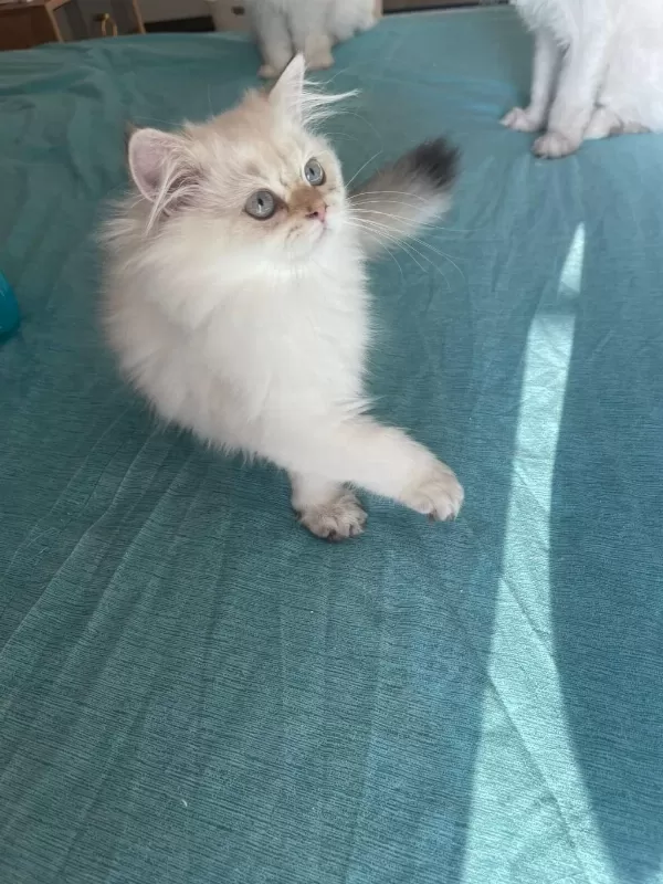 Ev Ortaminda Büyümüş Premium British Longhair