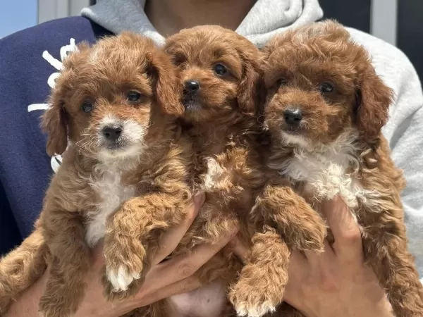 Ankarada Ziyarete Açık Mini Maltipoo