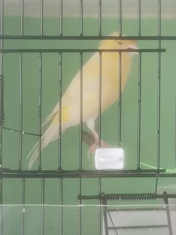 Erkek Bangir Bangir Oter Durumda Lanksair Tepeli Kanarya