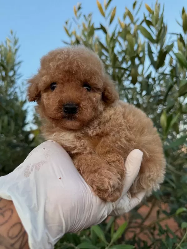 Toy Poodle Bebekleri