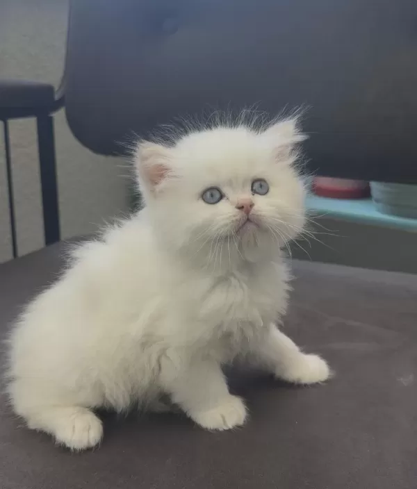 British Longhair Yavru Kedimiz