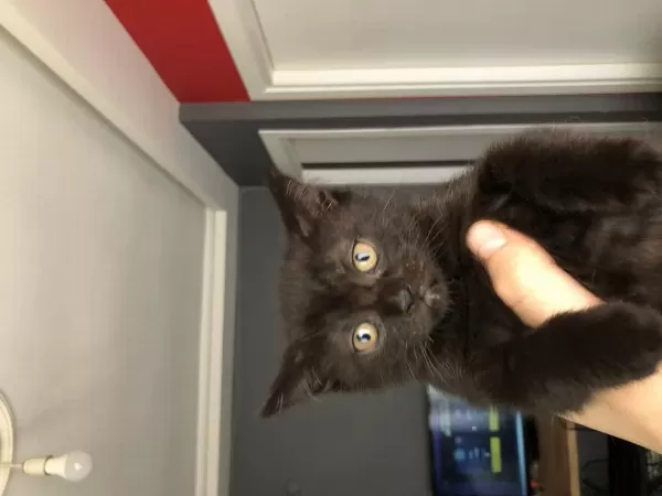 Scottish Fold Yavrularımıza Yeni Yuvalarını Arıyoruz