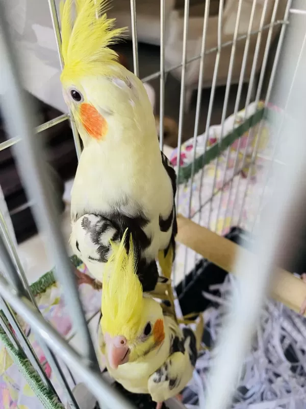 Adana Pied Sultan Papağani Yavrulari