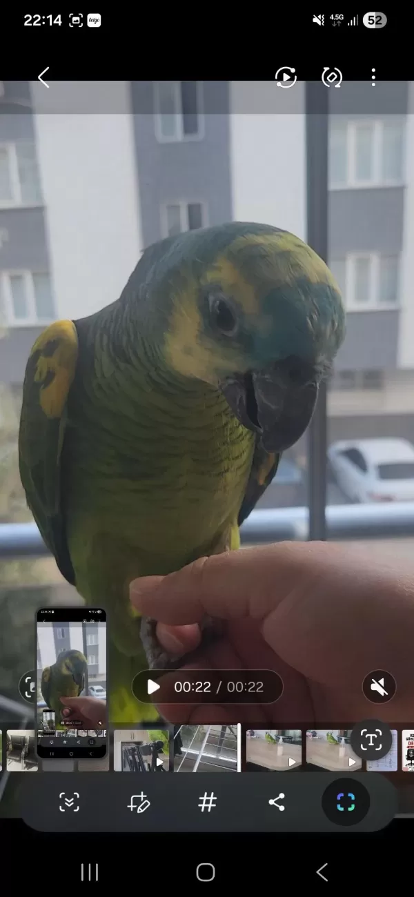 Evcil Ele Gelir Biraz Ürkek 15 Aylik Blue Amazon