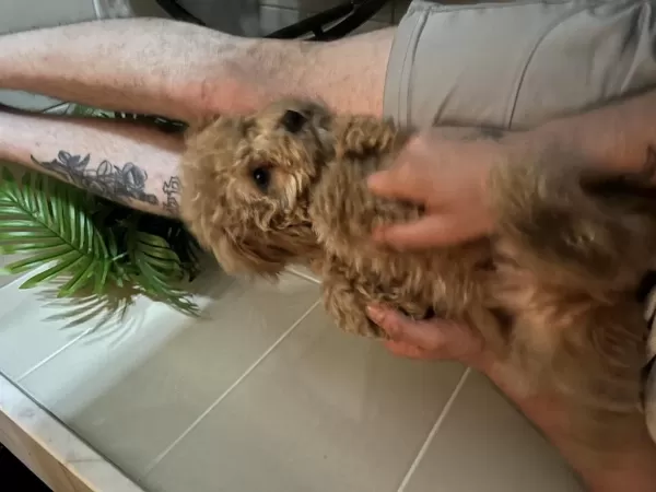 Sağlıklı Toy Poodle 3 Aylık