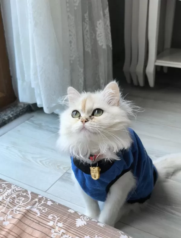 Dişi Kedimiz British Longhair