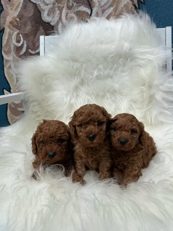 Ziyarete Açik Erkek Dişi Poodle Bebekler