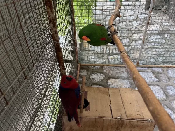 Belgeli Konuşan Yavru Veren Eclectus Papağanı Çift