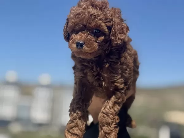 Ankaranın En Seçkin Toy Poodle Yavruları