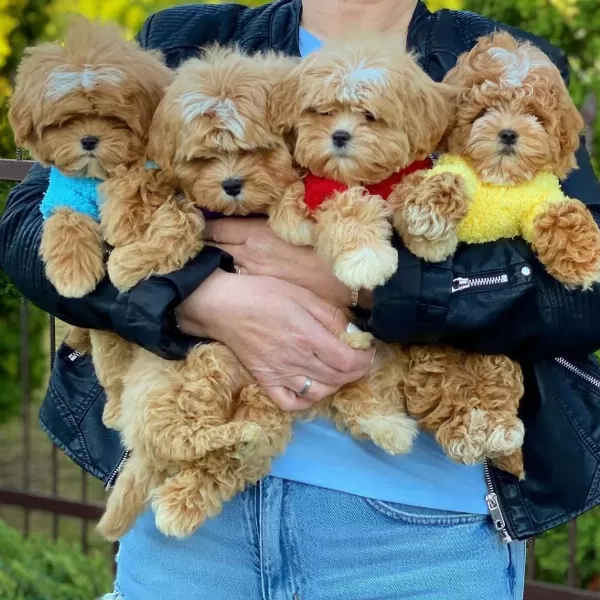Sevimli Maltipoo Yavrulari