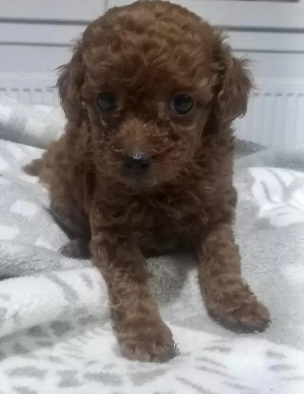 Kore Dark Red Erkek Yavru Poodle
