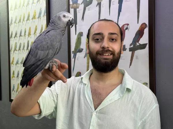 Evcil Eğitimli Konuşan Jako Papağani