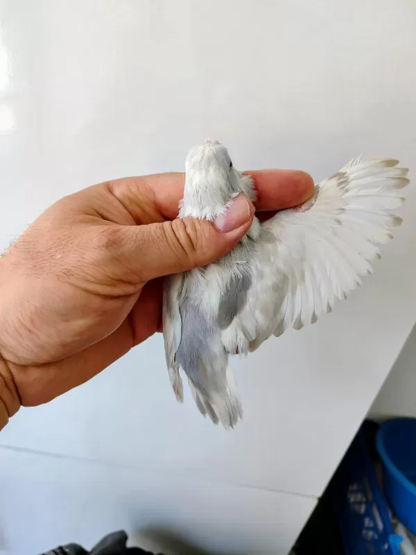 Forpus Papağanı Damızlık Takım