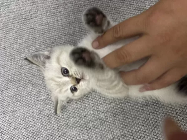 British Shorthair 2 Aylık