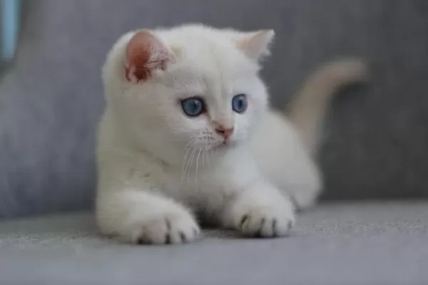 Erkek Golden British Shorthair