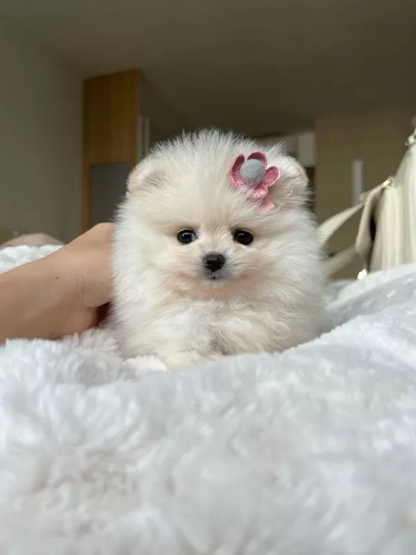 Pomeranian Yavrularımız İçin Arayabilirsiniz