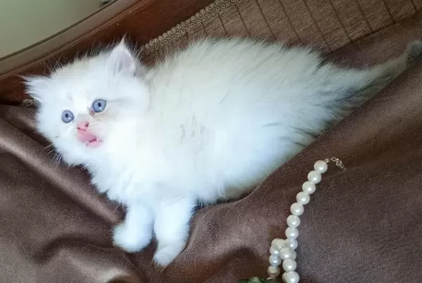 Rengarenk Chinchilla Kedisi