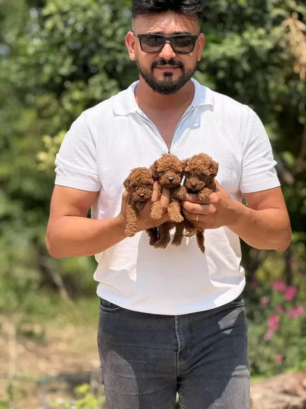 Teacup Korea Poodle Aşili Eğitimli